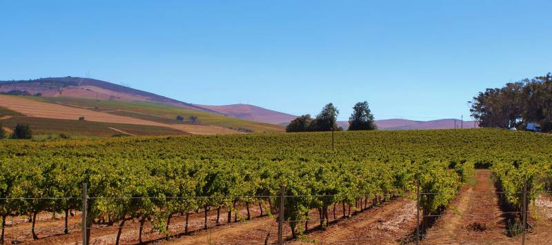 La protection de vos vignes contre les accidents climatiques